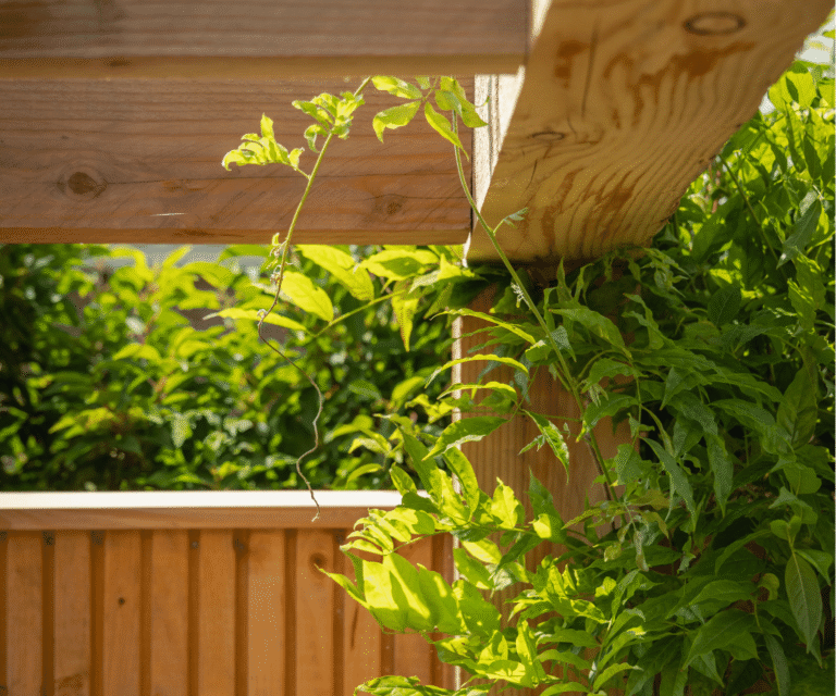 Ingezoomde foto op pergola met groene begroeiing